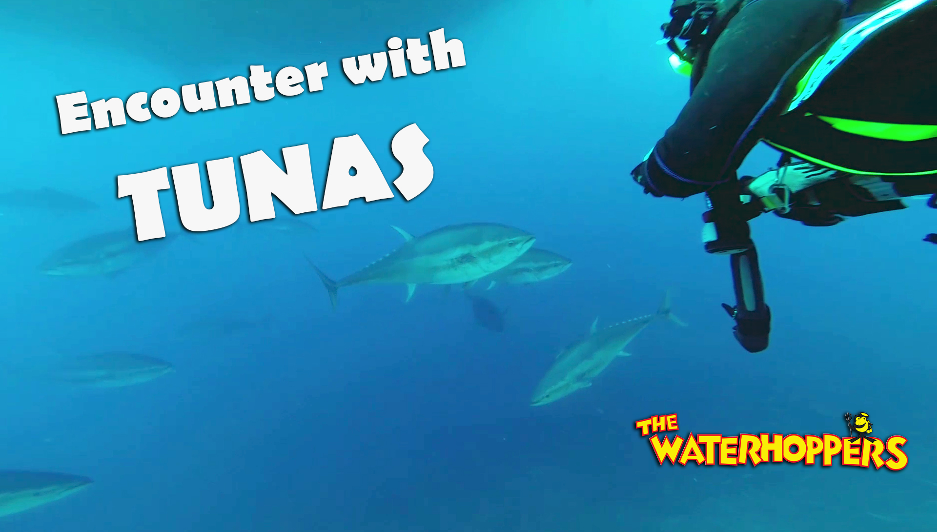 Lucky Divers encounter Tunas