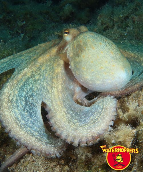 Waterhoppers - Scuba Diving on Rhodes, Greece